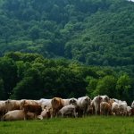 phoca_thumb_m_u abky 53 Fotogalerie